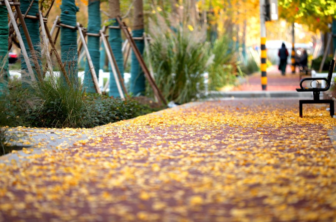 上海银杏叶打卡的地方,上海周边哪里有银杏叶