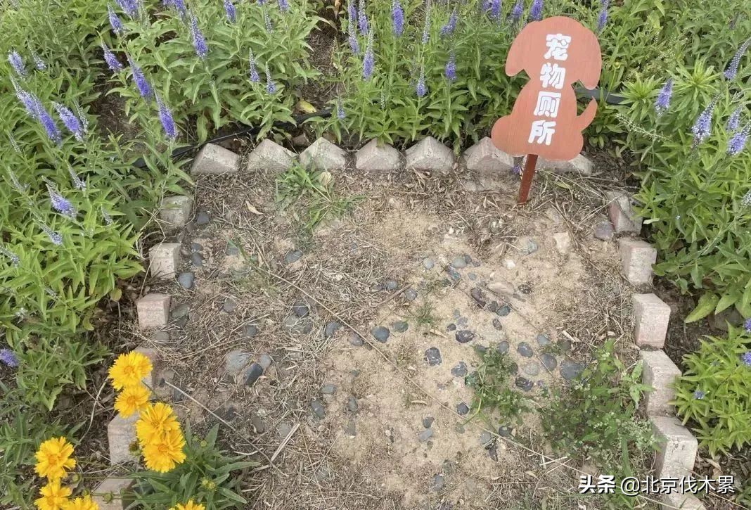 带宠物遛娃好去处,遛娃遛狗一起来