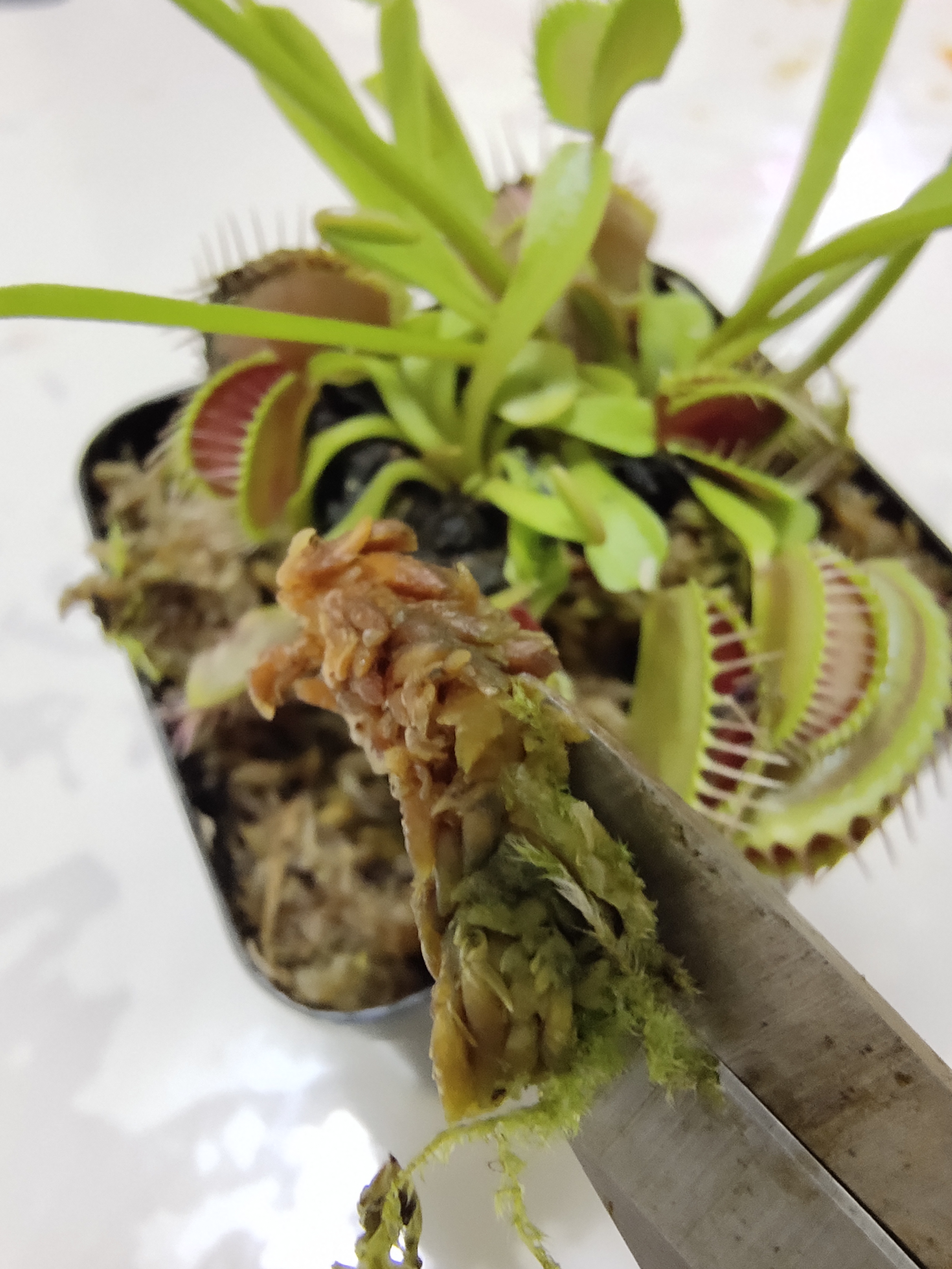 捕蝇草不健康怎么办,捕蝇草5大禁忌