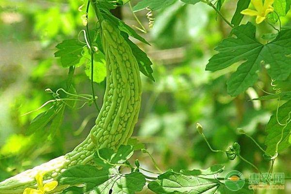 广东露地苦瓜种植管理,苦瓜的种植打杈方法及管理视频