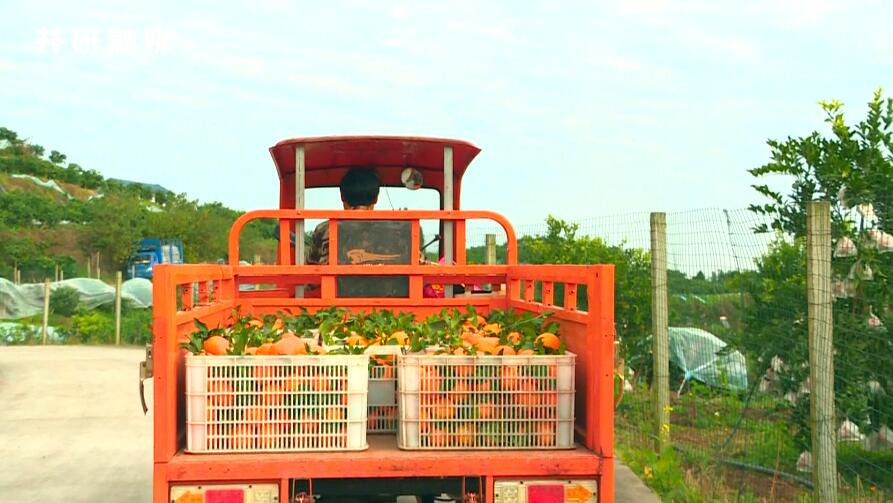 井研特产爱媛耙耙柑,四川乐山井研集益耙耙柑