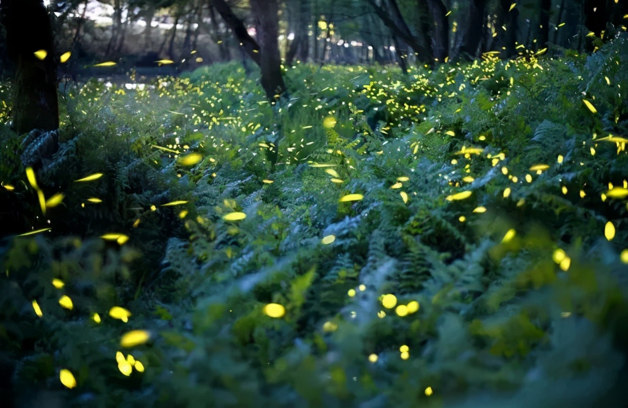 丽水上热搜,浙江丽水现萤火虫星海