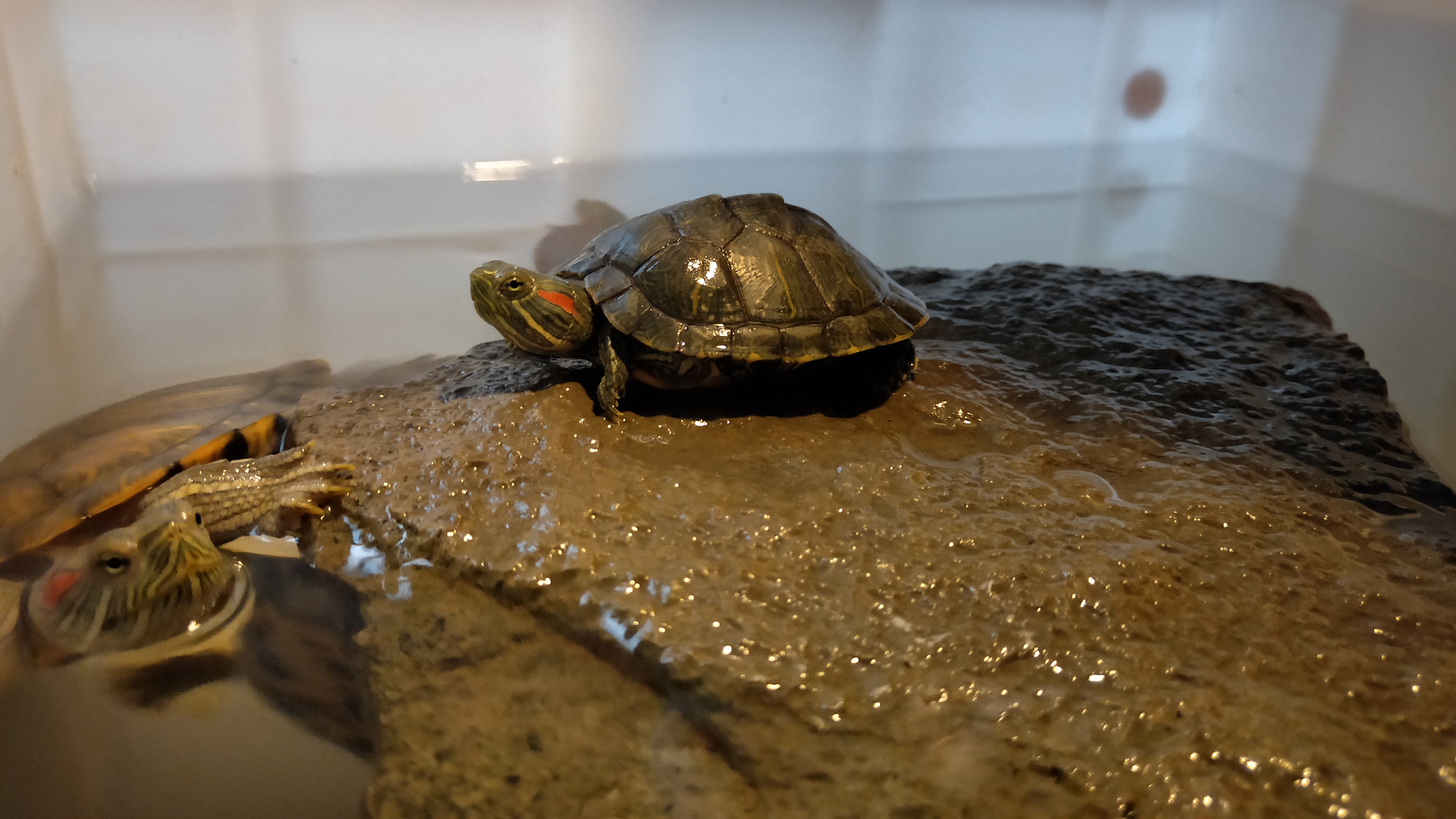 黄耳龟怎么养及喂养技巧,小草龟喂养方法