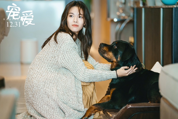 2天冲3亿《宠爱》魅力何在：看完钟汉良的猪，我想起了我家的狗