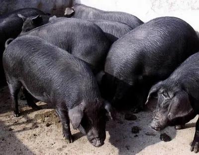 云南稀奇古怪的特产,富源必买的十大特产