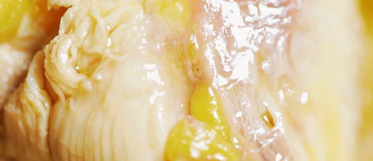 超有鸡味的阳山鸡,广东阳山鸡口感如何