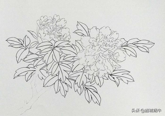 工笔牡丹姚黄上色步骤,姚黄牡丹工笔画法