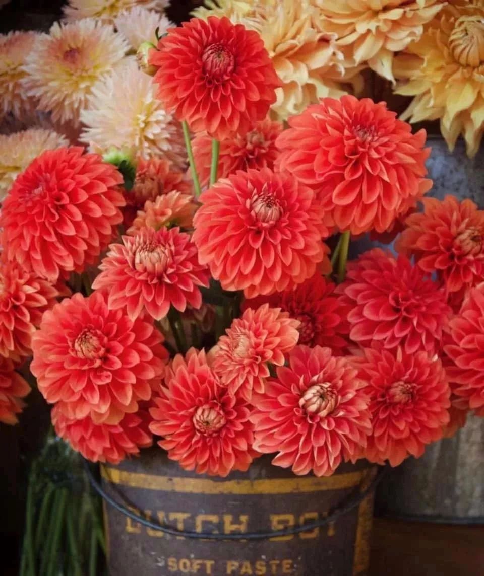 哪些花是开花机器,开花最香最好看繁殖能力还强的花