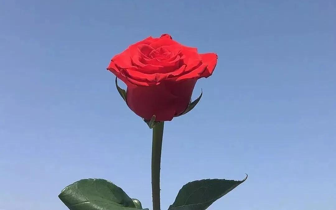 10句惊艳岁月的诗词,十首岁月静好的诗句