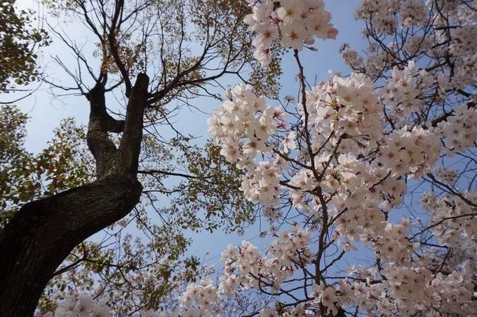 日本的樱花又开了哦,日本樱花又开了是什么梗