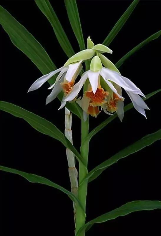 十大绝美兰花图片欣赏,南阳珍稀野生兰花图片