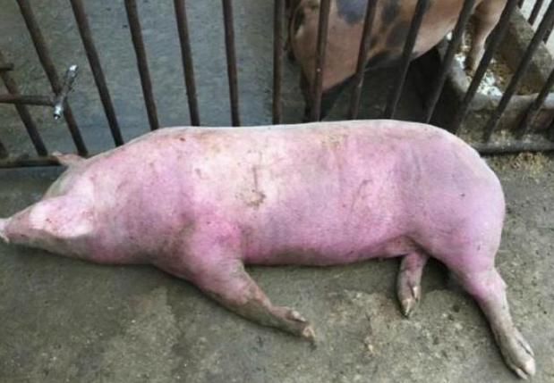 猪反复发烧带喘是什么原因引起的,猪反复发烧一打针就吃不打就不吃