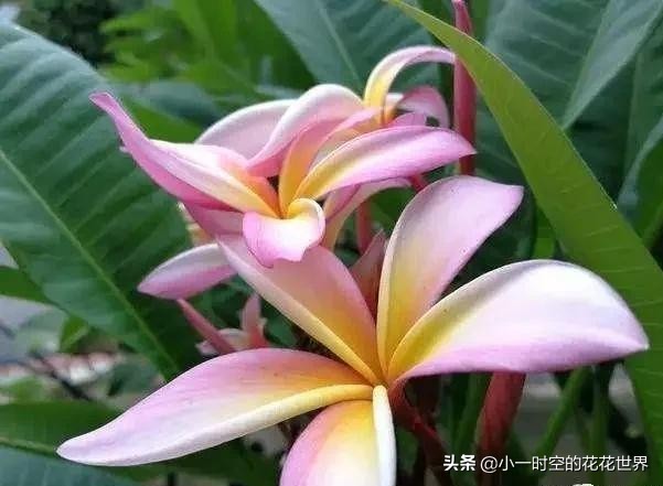 花花世界很美好下一句,花花世界很独特