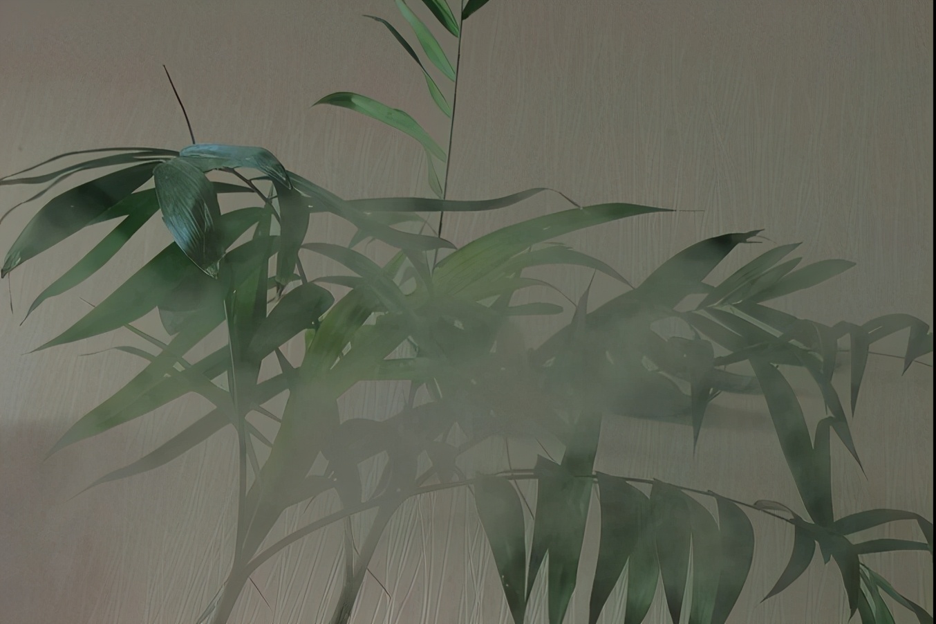 小叶凤尾竹变黄干叶怎么办,凤尾竹干枯了怎么打理