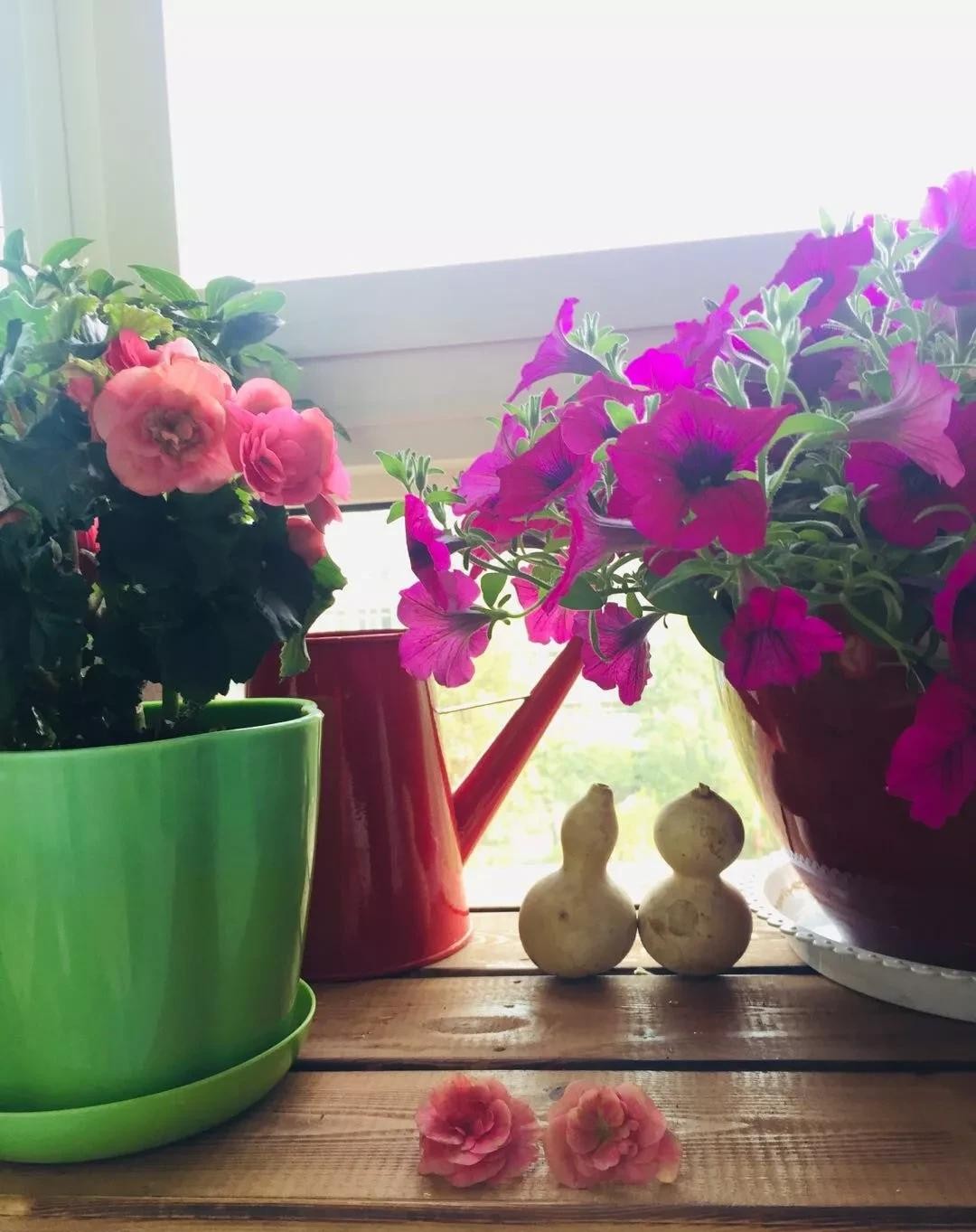 没有阳台也可以种花,没有院子没有阳台适合种什么花