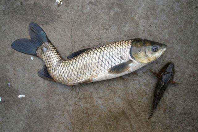 鱼身体有柴油味怎么去除,野生鱼有柴油味怎么处理