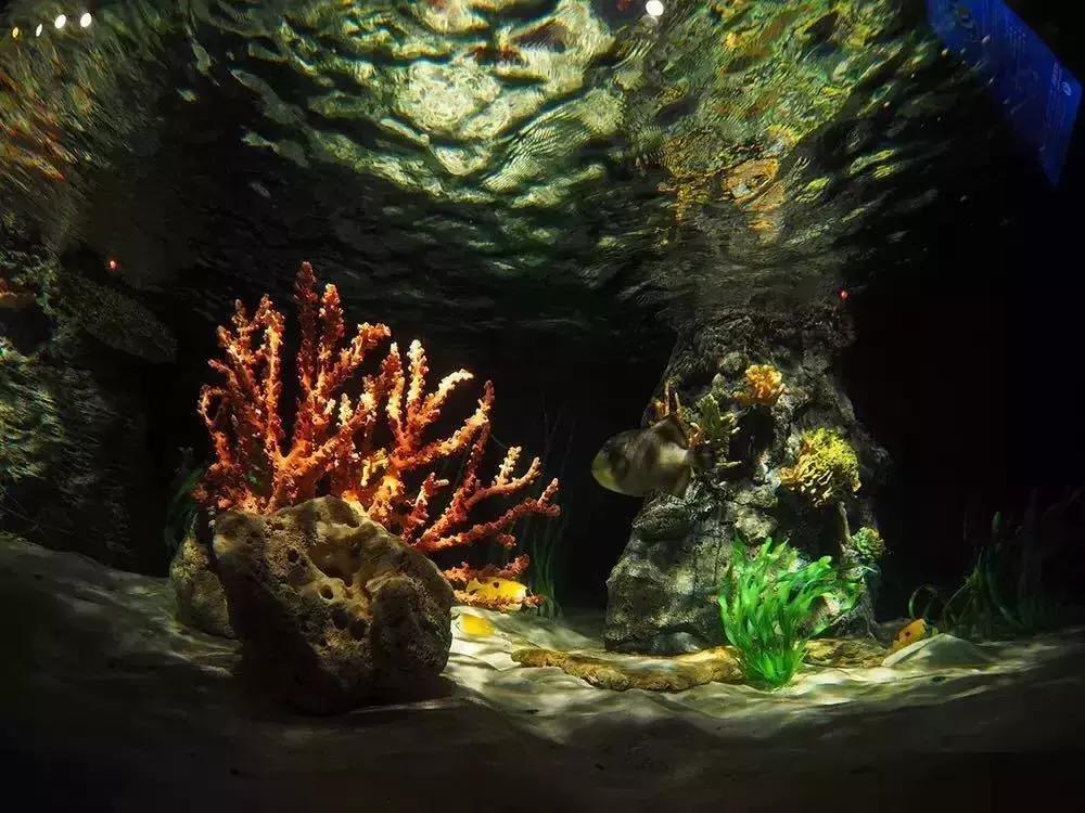 【89元】上海长风海洋世界早鸟票，抢先体验全息裸眼3D影片！