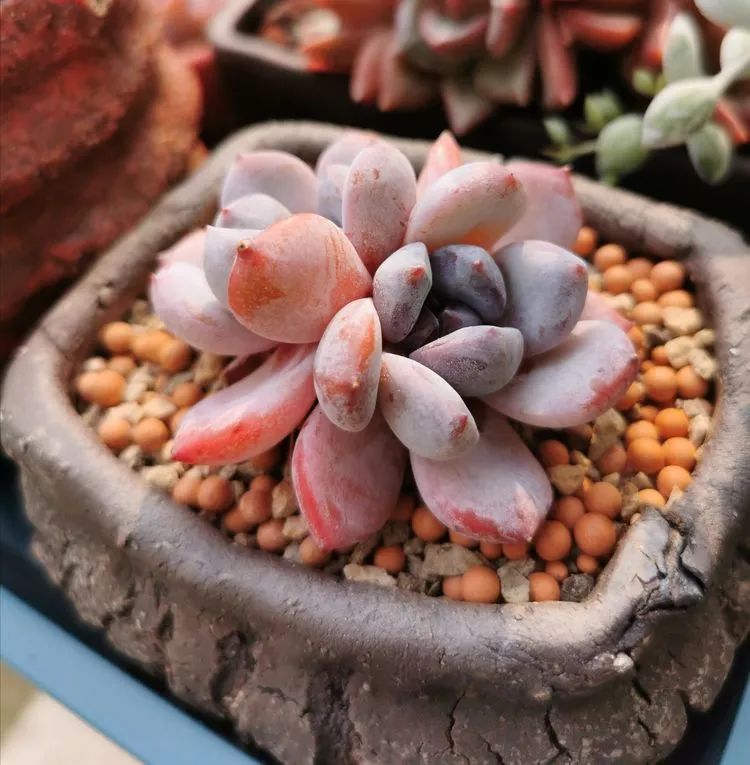 人生就像养多肉一样,人生如同养多肉时间不会怠慢