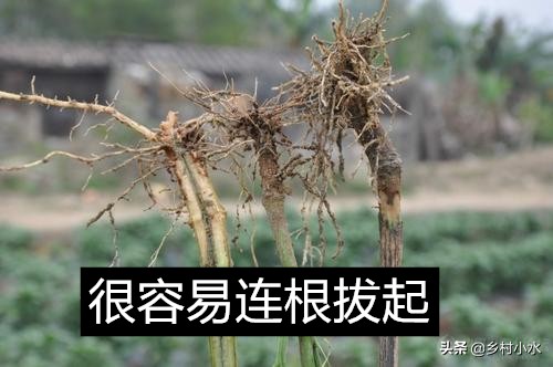 辣椒苗枯萎病最新防治药,辣椒青枯病枯萎病用什么药治疗