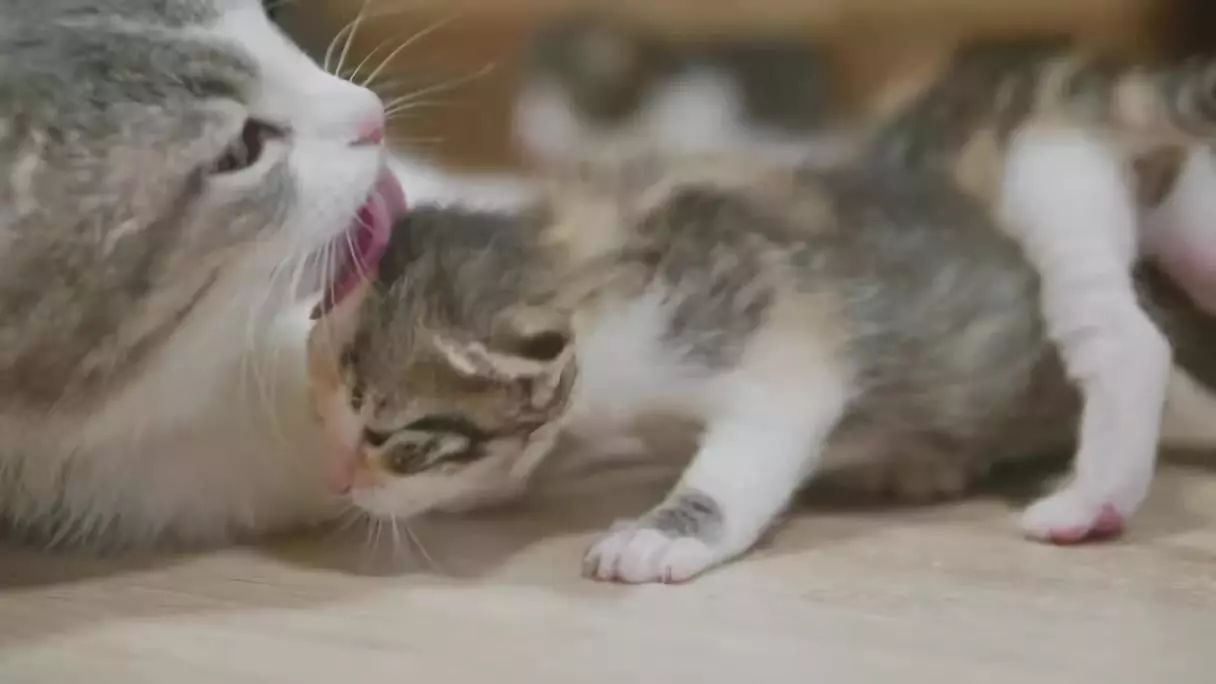 动物为什么会吃掉自己的粪便,动物吃粪便的原因