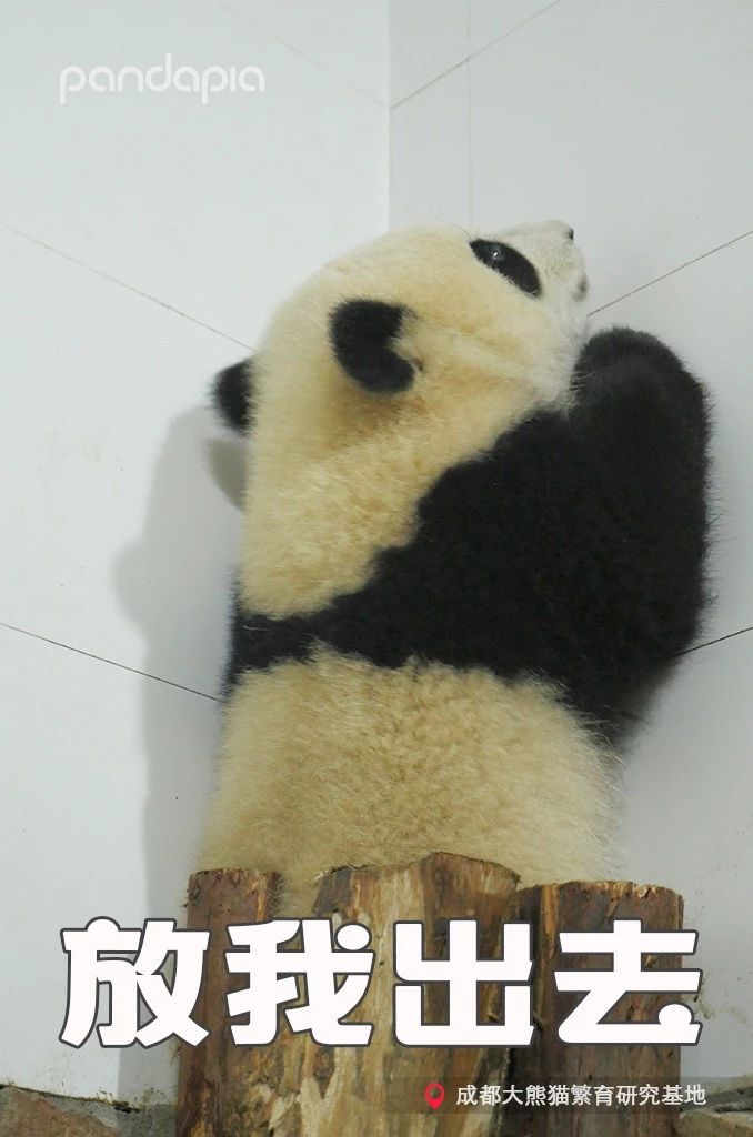 不能出去玩怎么办？滚滚表示在家也可以很快乐