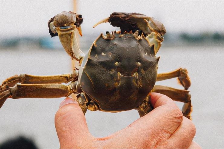 螃蟹哪个地区的最好吃,中国的螃蟹有多少种哪种最好吃