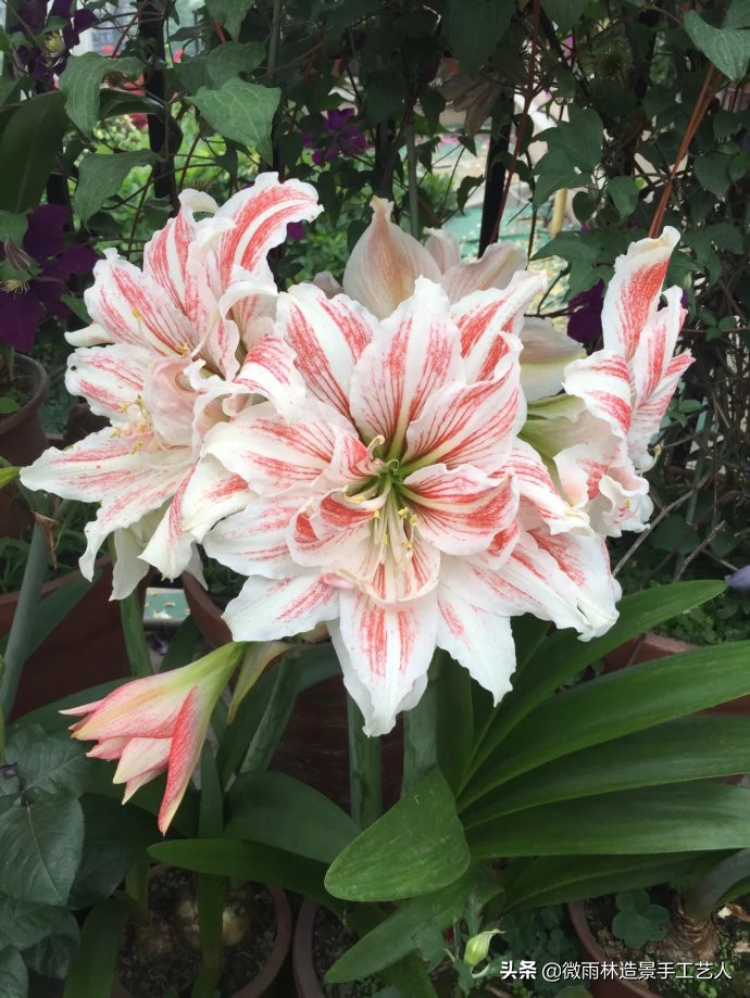 朱顶红阿弗雷爆盆,朱顶红多大口径盆合适