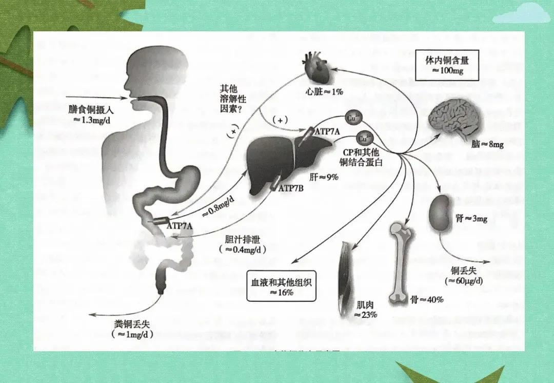 铜对人体健康有益吗,人体健康的卫士