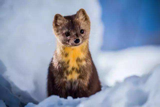 长白山特产十大品牌,长白山特产前十名排行