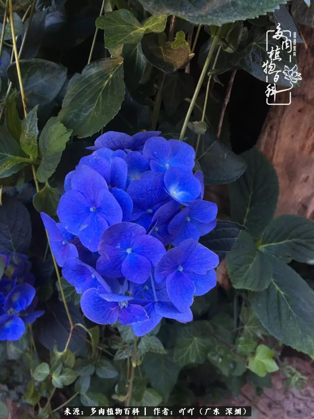 涓冨僵浜戝崡澶氳倝,浜戝崡澶氳倝涔嬫梾