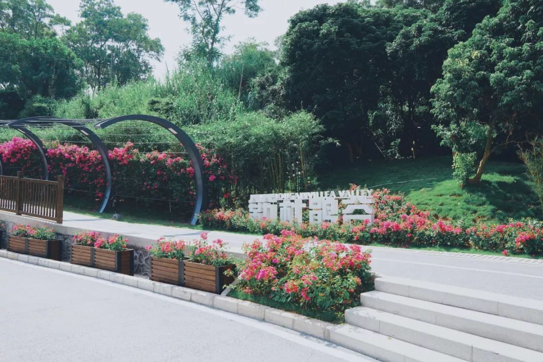 人少还免门票！深圳这片5000000㎡新公园美翻了，“神仙花谷”