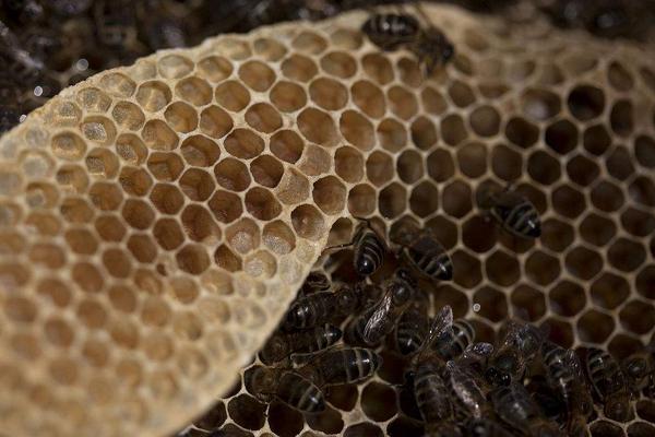 学养蜂的基础知识,养蜂基础知识和技巧