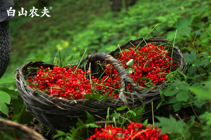 桓仁道地野山参的特点是什么,桓仁县胡庆余堂野山参基地