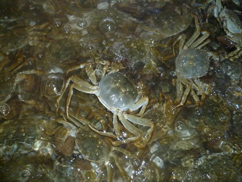 大闸蟹养殖每亩放多少蟹苗,大闸蟹养殖技术和饲养方法