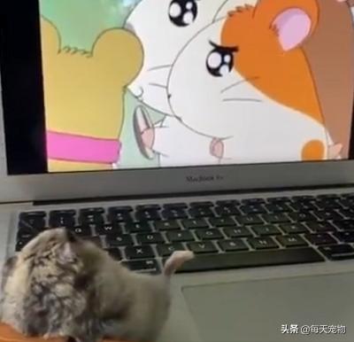 仓鼠吃仓鼠动画,仓鼠的日常生活视频动画