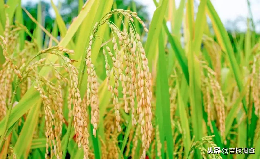 有关如何实现乡村振兴的范文,如何使自己家乡实现乡村振兴目标