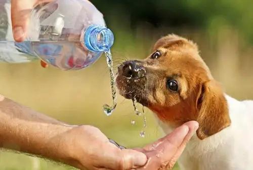 狗狗尿液里有小血块,狗狗尿液很粘怎么回事