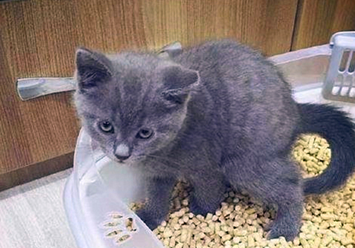 猫咪饮水是什么原因,猫咪饮水过多