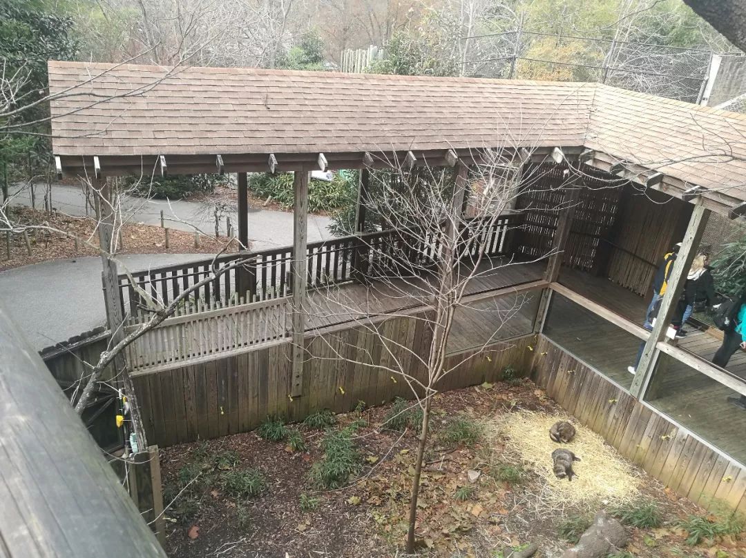 亚特兰大动物园,亚特兰大动物园和华盛顿动物园