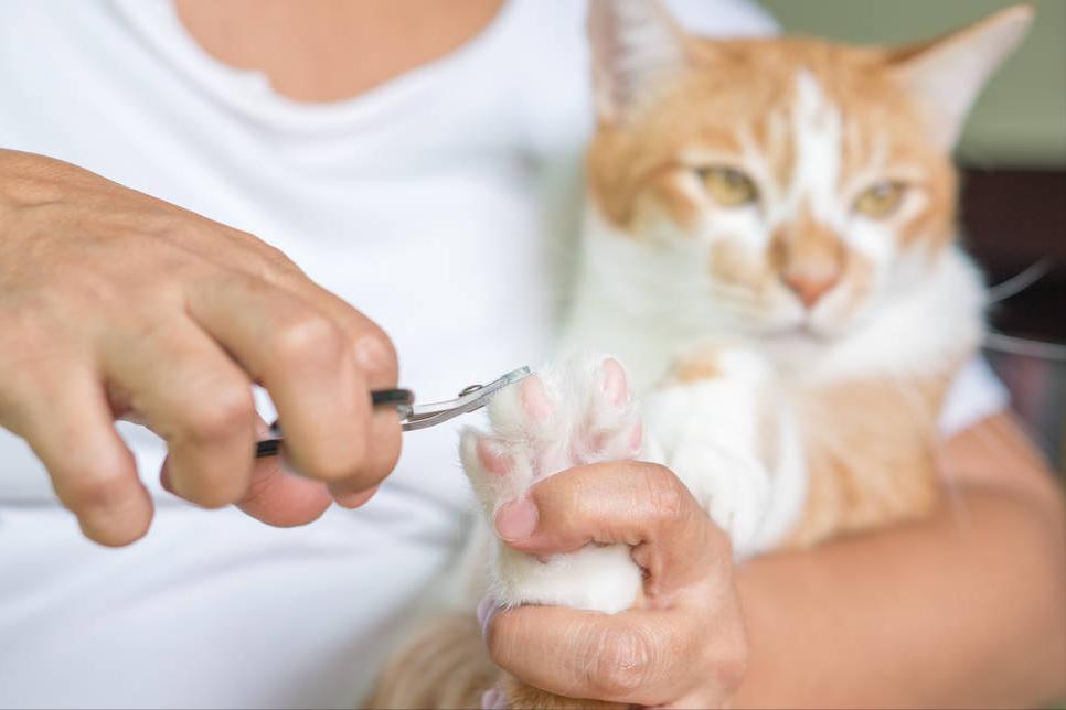 小猫咪总是喜欢咬人怎么训练,如何改掉猫咪爱咬人抓人的习惯