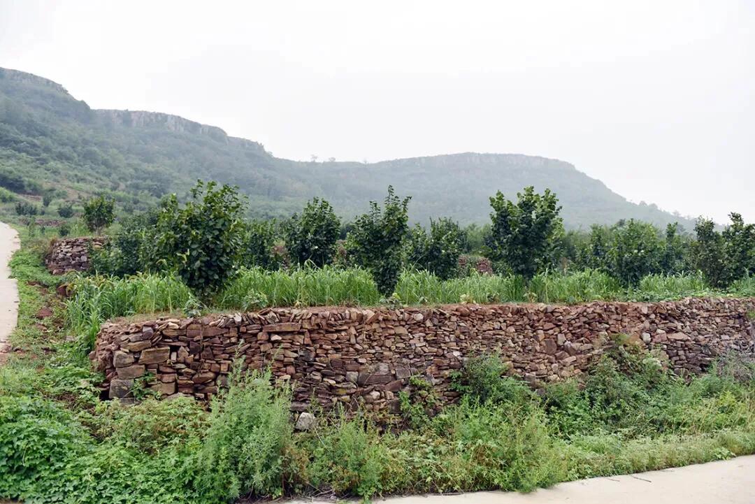 榛子东北榛子树,大榛子致富果