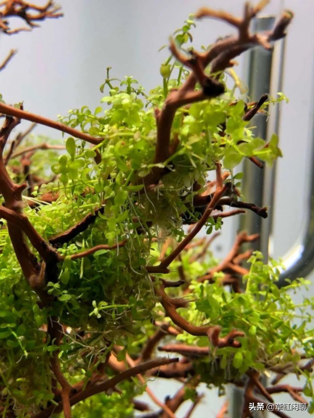 草缸造景新手入门,造景为什么一定要沉木或者杜鹃根