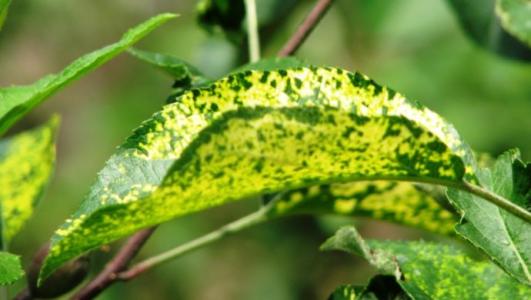 苹果花叶病最佳治疗方法,苹果花叶病病症类型