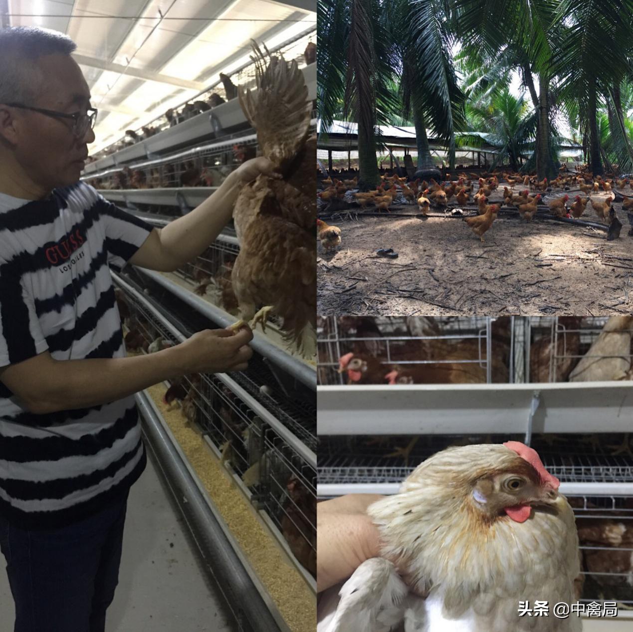 鸡虱子跳蚤怎么驱,鸡身上的虱子图片