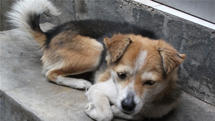 给狗驱虫狗为什么还会有跳蚤,给狗驱虫会导致拉稀吗