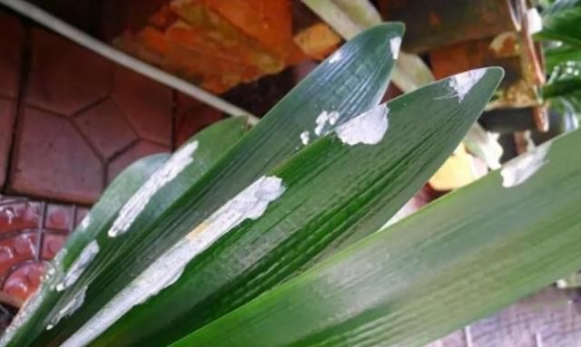 花儿烂根快速解决,花儿黑腐病