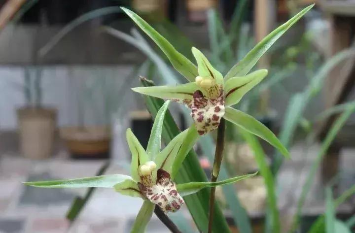 五种最具欣赏价值的兰花,欣赏史上最全的兰花