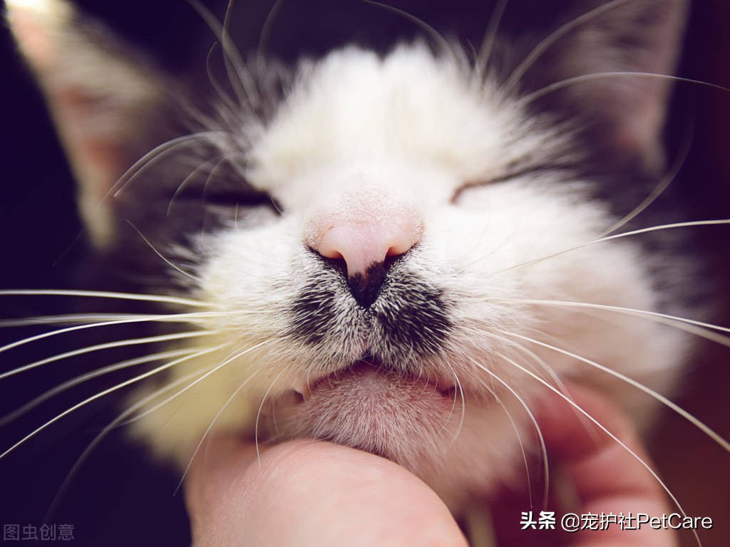 猫咪打喷嚏鼻子干精神不好,猫咪鼻子干用什么药