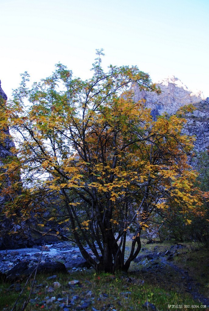 狼c调简谱教唱,狼c