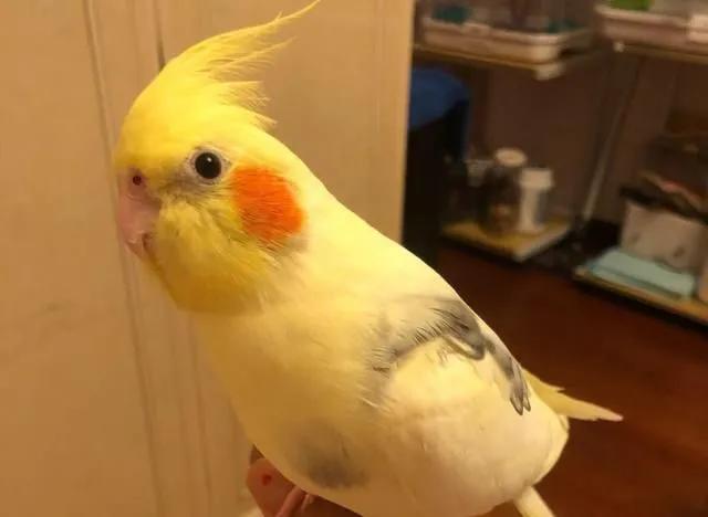 小孩子最适合养的小宠物大合集,哪种小宠物最好养又可爱听话